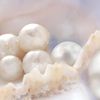 Mutiara Collection
