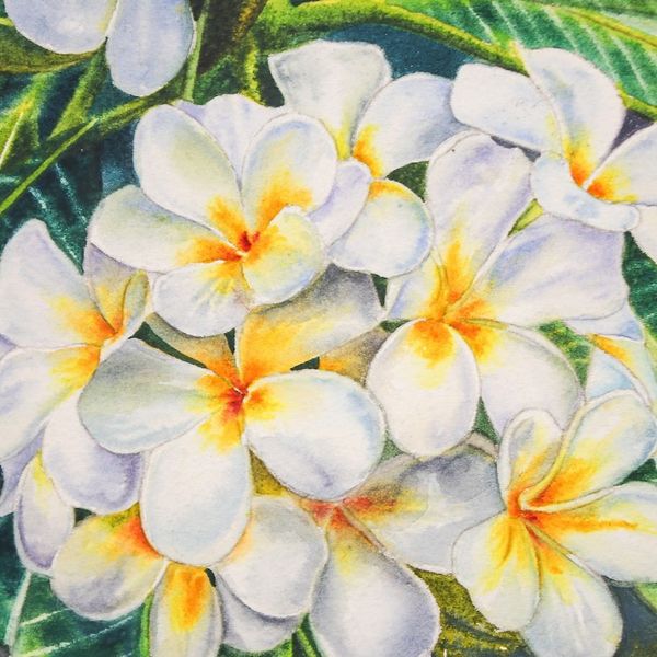 Alternate image for Stretched Impressionist Watercolor Painting of White Flowers White Frangipani III