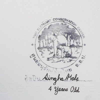 Alternate image for Multicolored Original Elephant Painting from Thailand Early Autumn