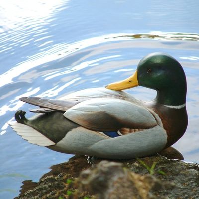 Alternate image for Handmade Wood Duck Sculpture Large Male Mallard