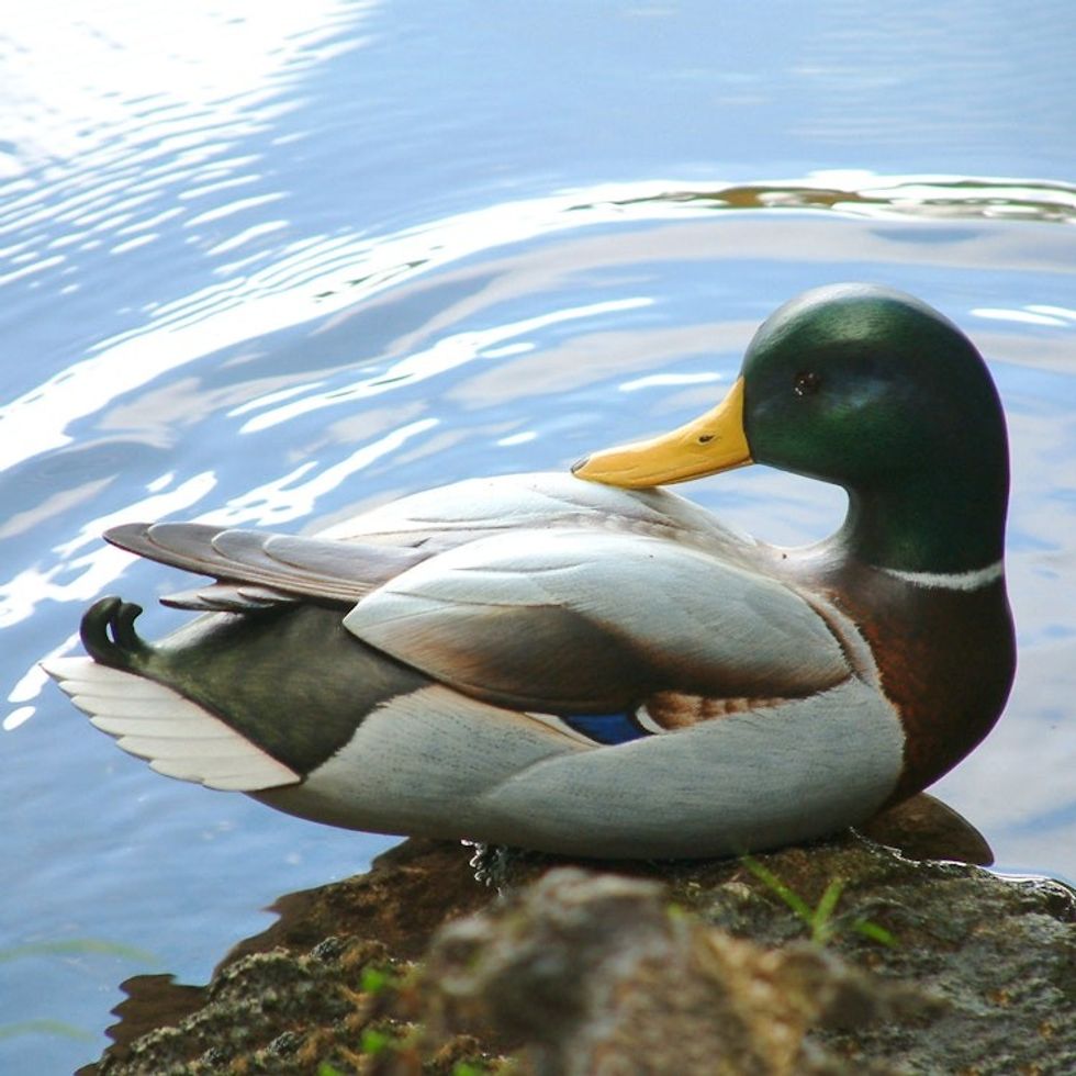 Handmade Wood Duck Sculpture 'Large Male Mallard'