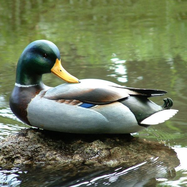 Alternate image for Handmade Wood Duck Sculpture Large Male Mallard