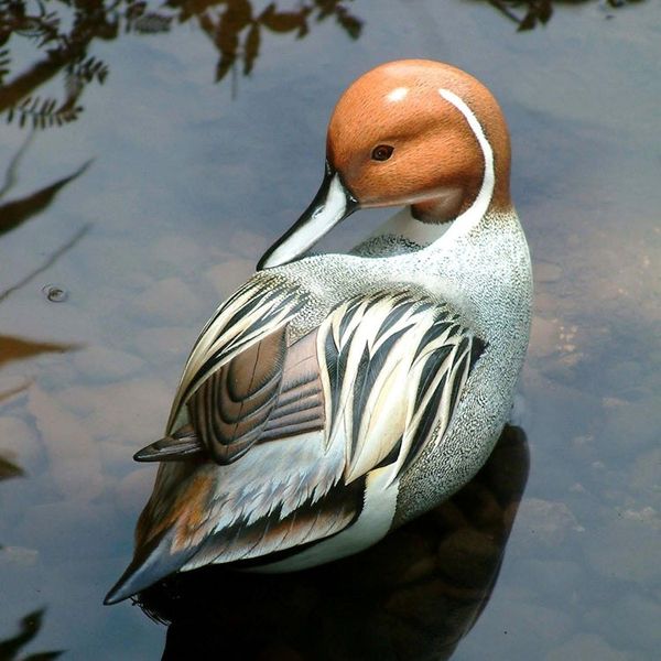 Alternate image for Indonesian Wood Bird Sculpture Posing Pintail Duck