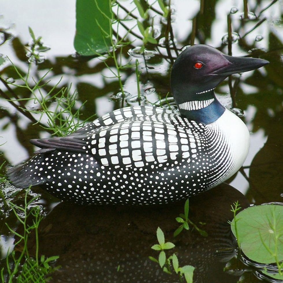 Albesia Wood Duck Sculpture 'Male Common Loon'