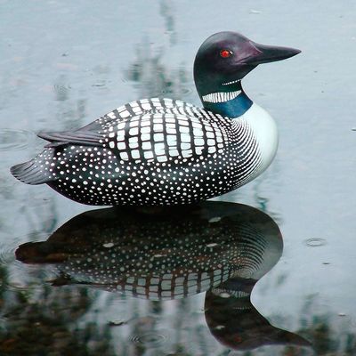 Alternate image for Albesia Wood Duck Sculpture Male Common Loon