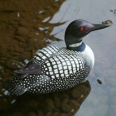 Alternate image for Albesia Wood Duck Sculpture Male Common Loon