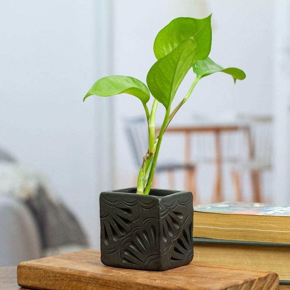 Barro Negro Black Ceramic Mini Flower Pot Handmade in Mexico 'Square Peacock Too'