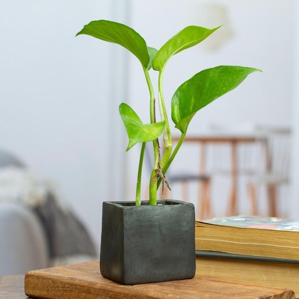 Alternate image for Mexican Handmade Barro Negro Black Ceramic Mini Flower Pot Square  Smooth