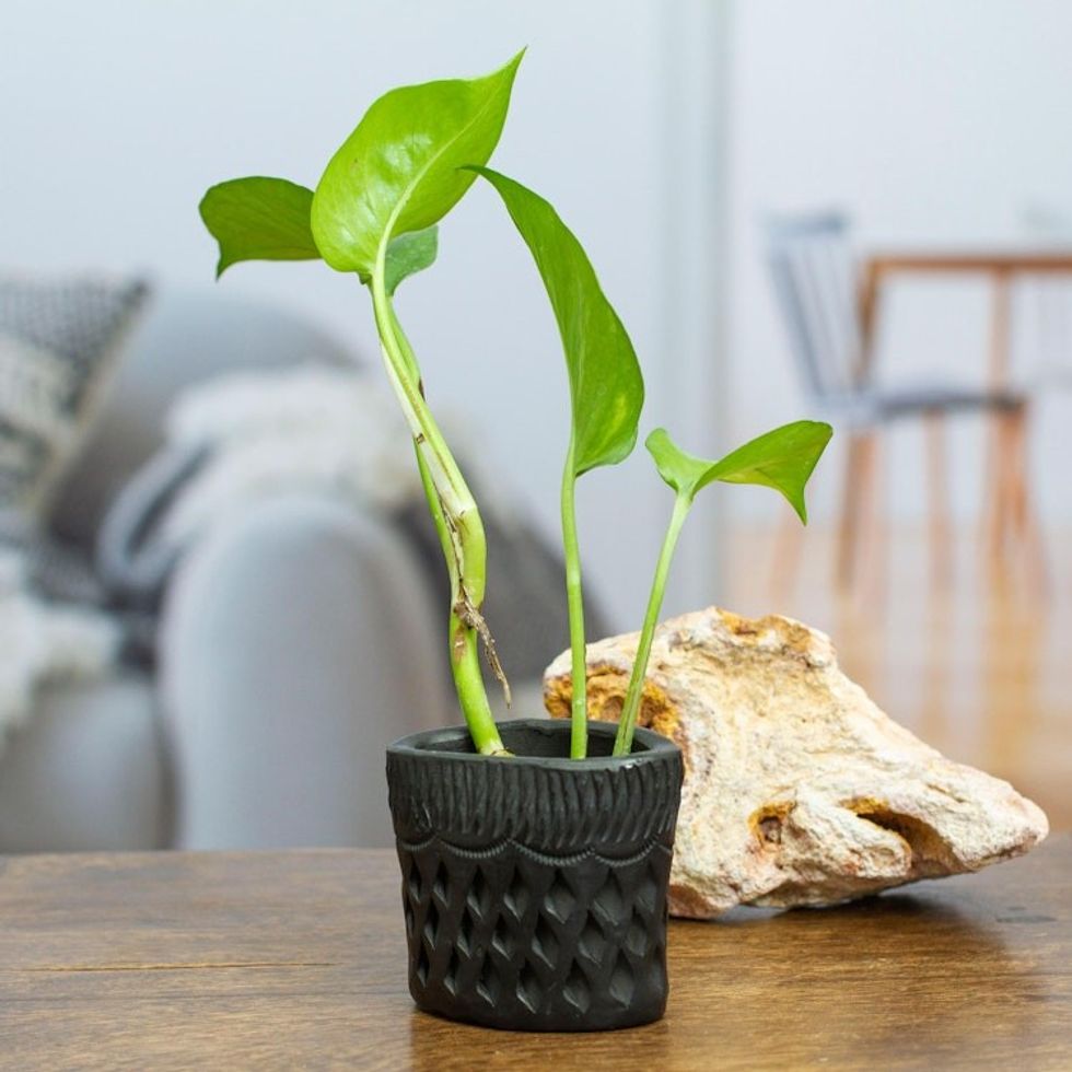 Barro Negro Black Ceramic Mini Flower Pot Handmade in Mexico 'Oval  Diamonds'