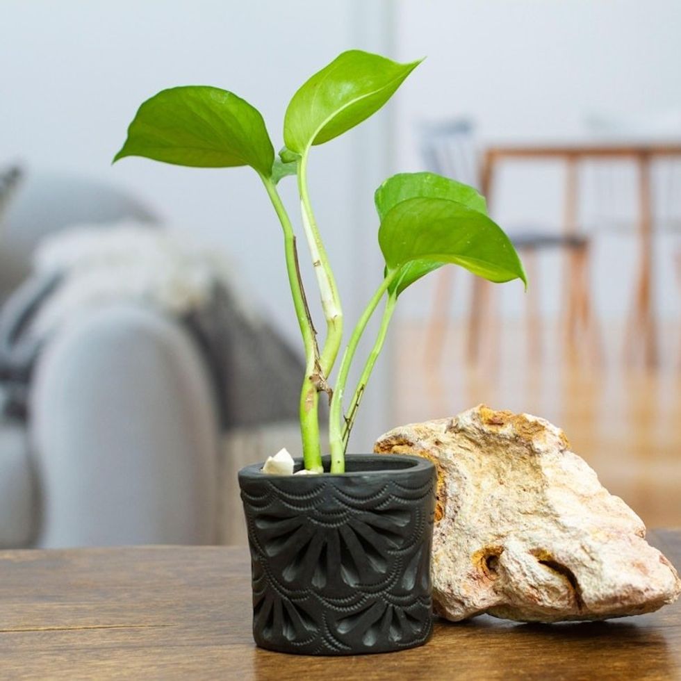 Mexican Handmade Barro Negro Black Ceramic Mini Flower Pot 'Oval Peacock'
