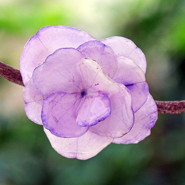 Alternate image for Thai Preserved Violet Hydrangea Brooch Pin Violet Hydrangea