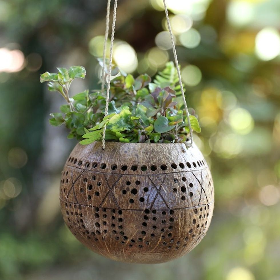 Coconut Shell Hanging Planter Crafted by Hand in Bali 'Gardening'
