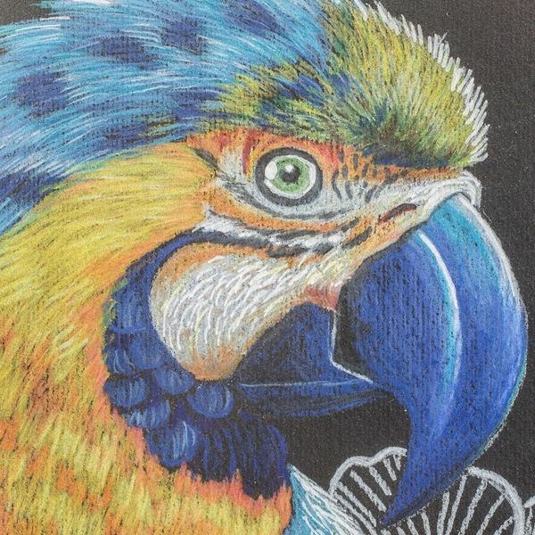 Alternate image for Signed Original Bird Drawing Diptych Freedom I