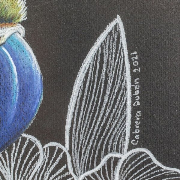Alternate image for Signed Original Bird Drawing Diptych Freedom I