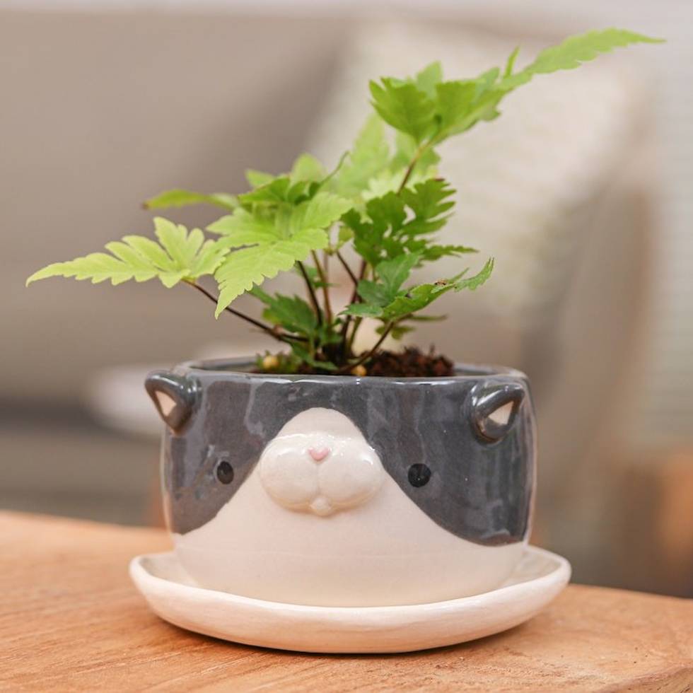 Handcrafted Tuxedo Cat-Themed Ceramic Flower Pot and Saucer 'Tuxedo Blossoming'