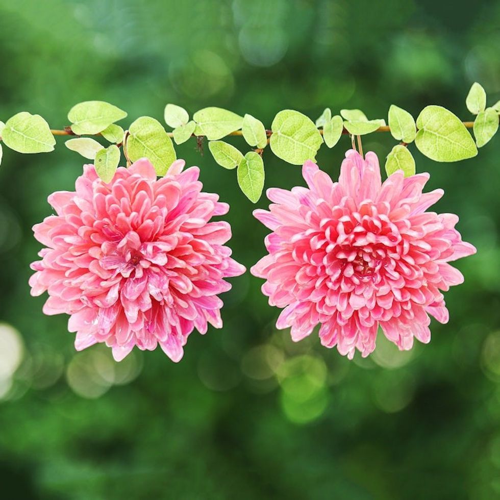 22k Gold-Accented Pink Chrysanthemum Flower Dangle Earrings 'Happy Hot Pink'