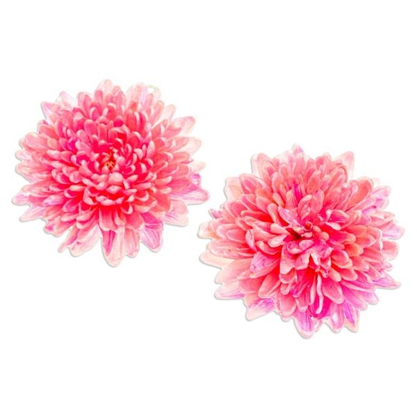 Alternate image for 22k Gold-Accented Pink Chrysanthemum Flower Dangle Earrings Happy Hot Pink