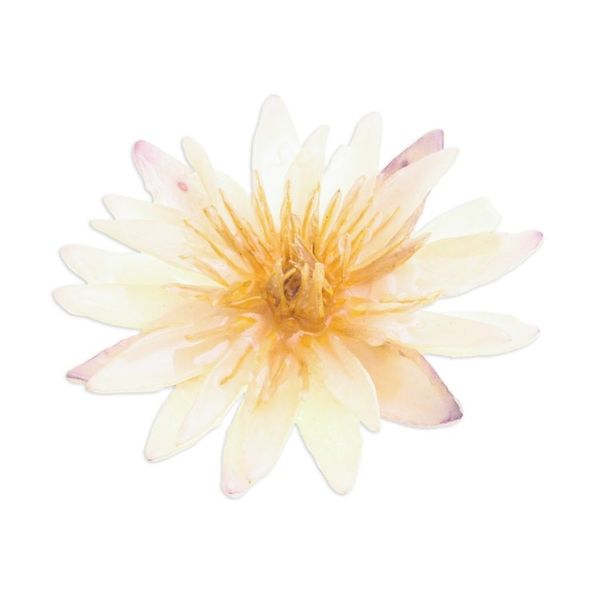 Alternate image for Resin-Coated Ivory Waterlily Bloom Brooch Pin from Thailand Dawn Rebirth