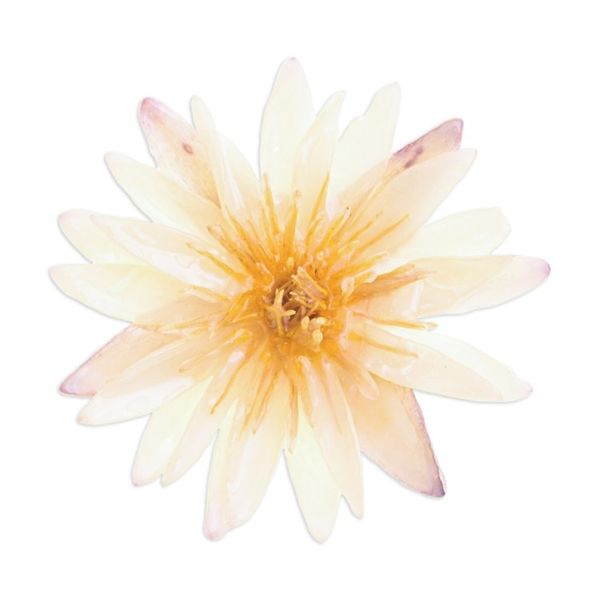 Alternate image for Resin-Coated Ivory Waterlily Bloom Brooch Pin from Thailand Dawn Rebirth