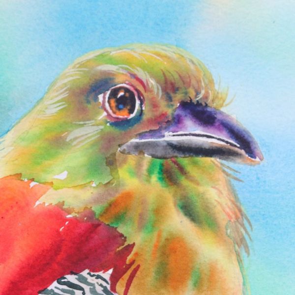 Alternate image for Realistic Watercolor Painting of Orange-Breasted Trogon Bird Orange-Breasted Trogon