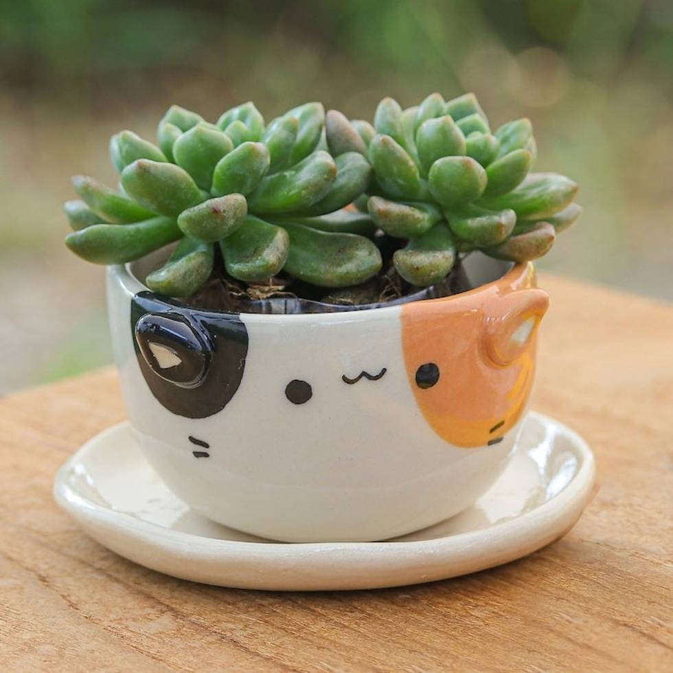 Ivory Orange Black Ceramic Cat Mini Flower Pot with Saucer 'Kitty Fascination'