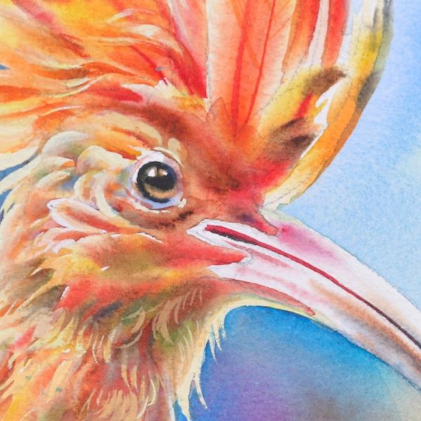 Alternate image for Realistic Watercolor Painting of Eurasian Hoopoe Bird Eurasian Hoopoe