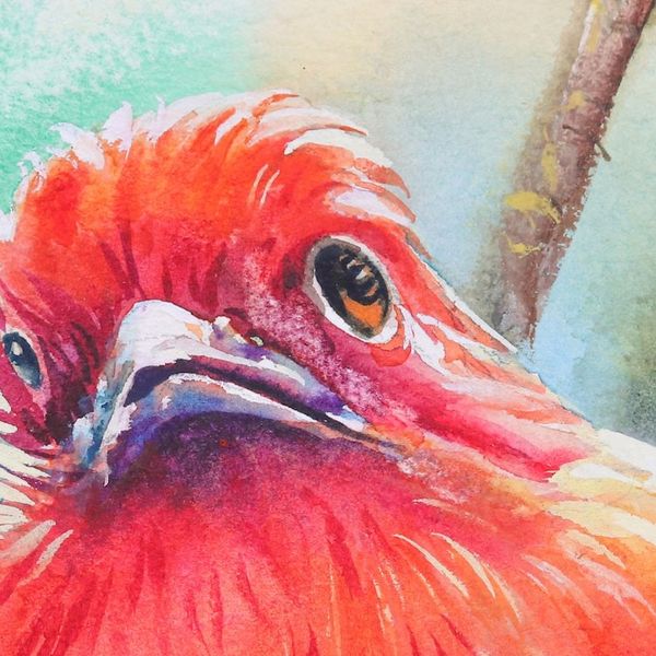 Alternate image for Realistic Watercolor Painting of Red-Headed Trogon Bird Red-Headed Trogon