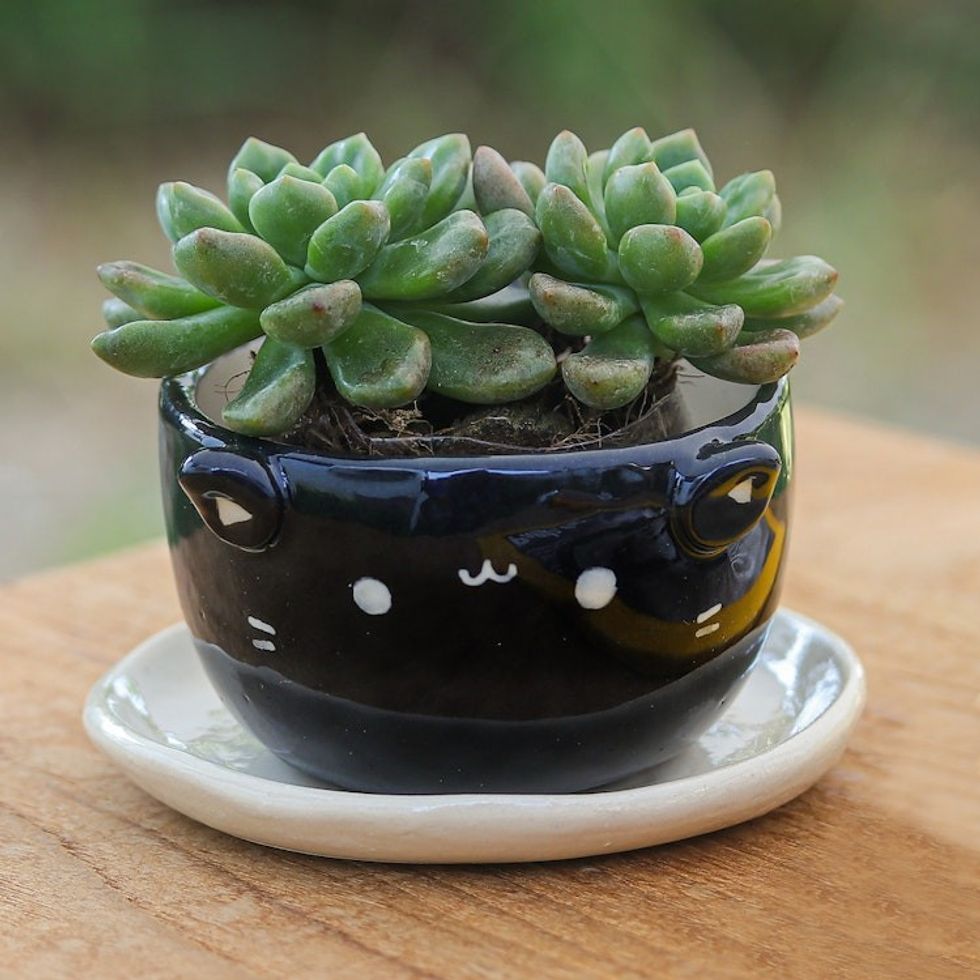 Cat-Themed Black Ceramic Mini Flower Pot with Ivory Saucer 'Kitty Splendor'