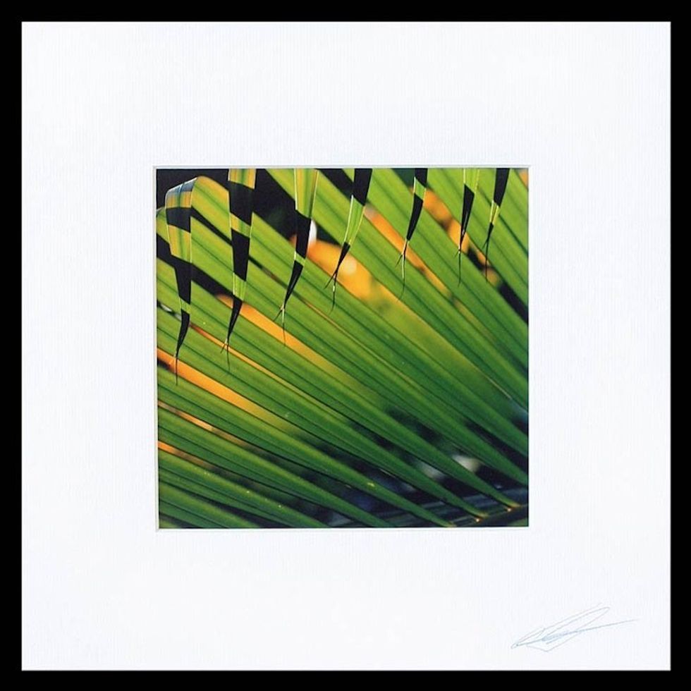 Signed Color Photograph of Green Pals Fronds 'Sunset Palms'