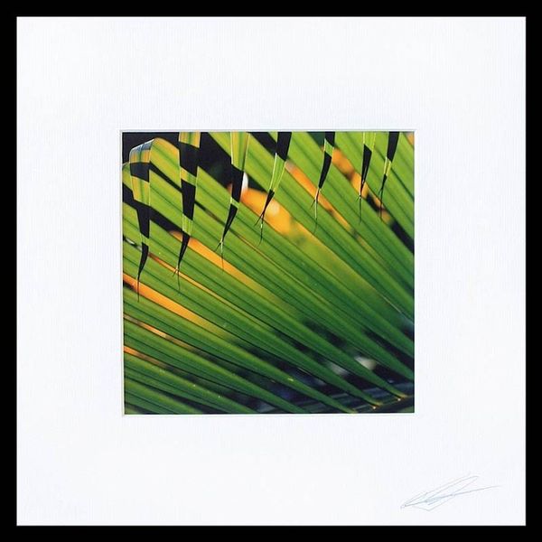 Alternate image for Signed Color Photograph of Green Pals Fronds Sunset Palms