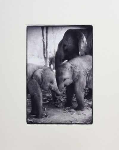 Alternate image for Elephant Mama and Calves Black and White Photograph Together