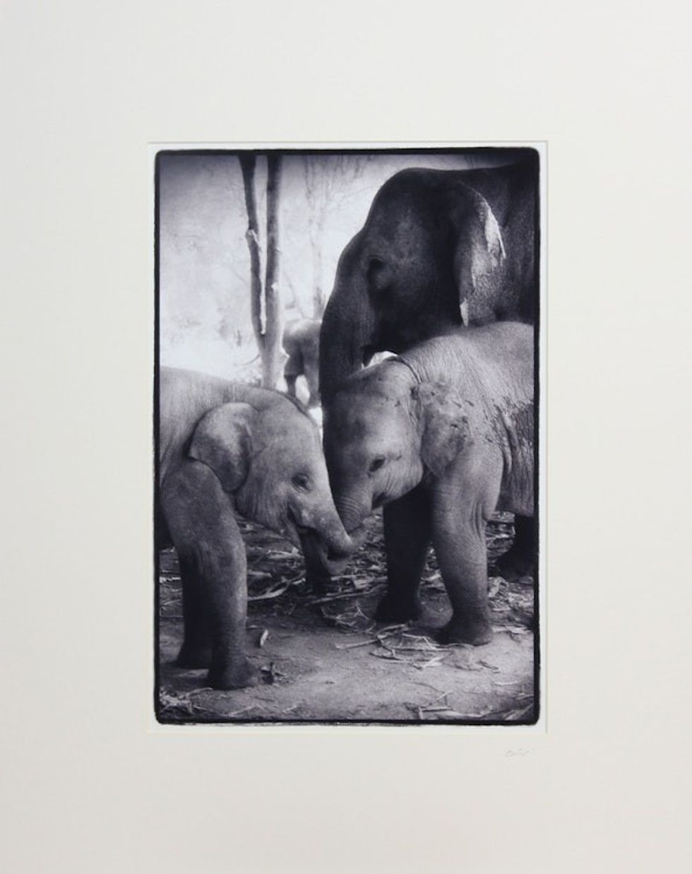 Elephant Mama and Calves Black and White Photograph 'Together'