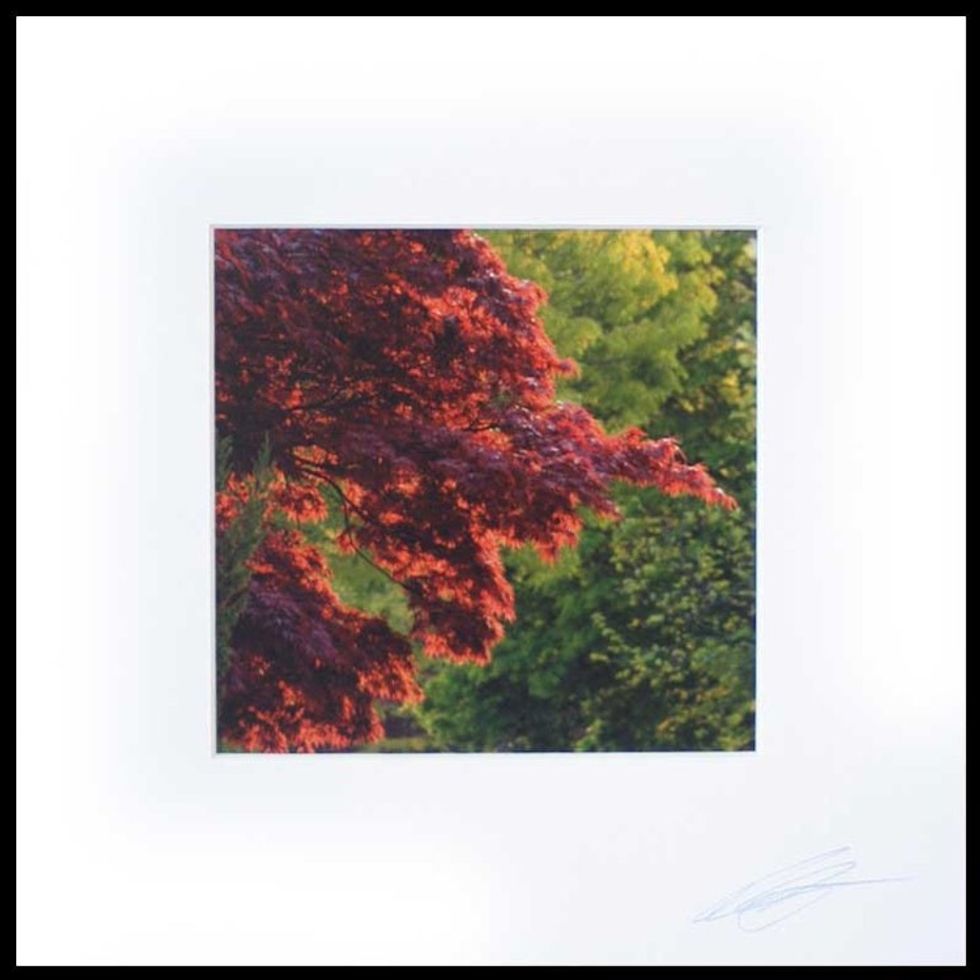 Autumn Tree Color Photograph 'A Touch of Autumn'