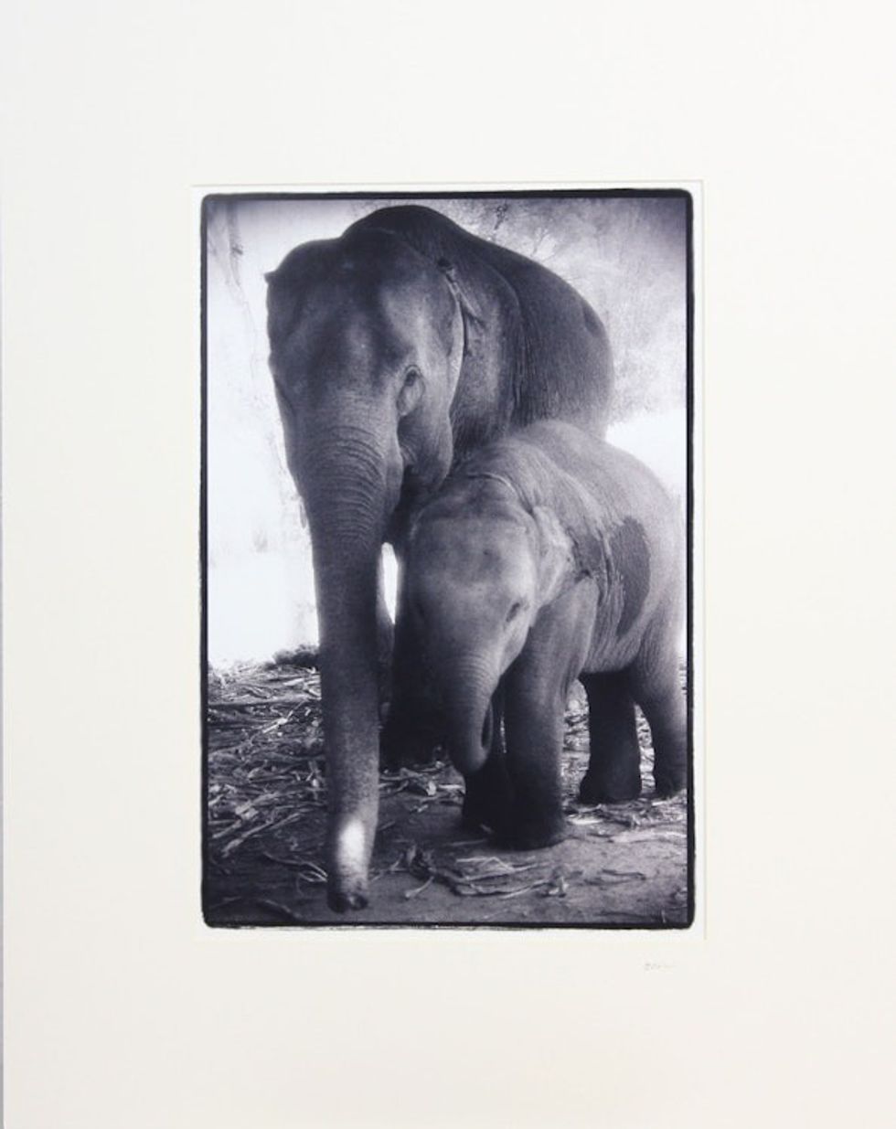 Mother and Baby Elephants Black and White Photograph 'Forever'
