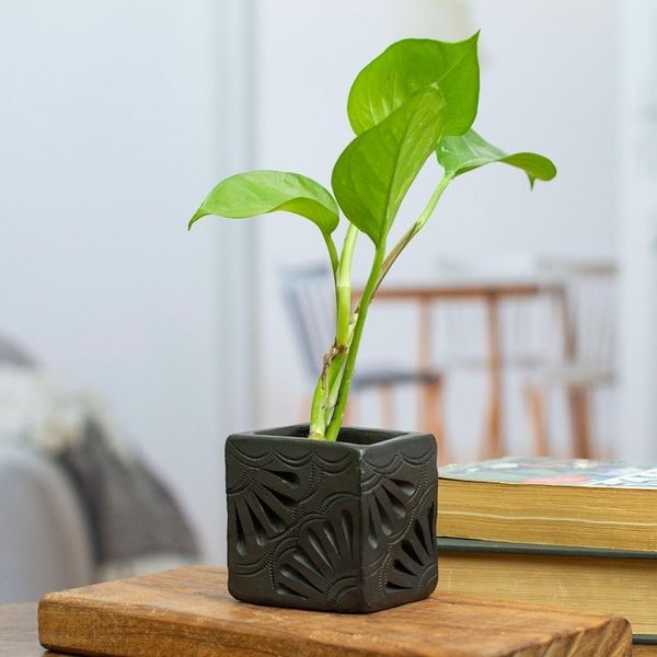 Alternate image for Handcrafted Traditional Barro Negro Pottery Curated Gift Set Barro Negro Reign