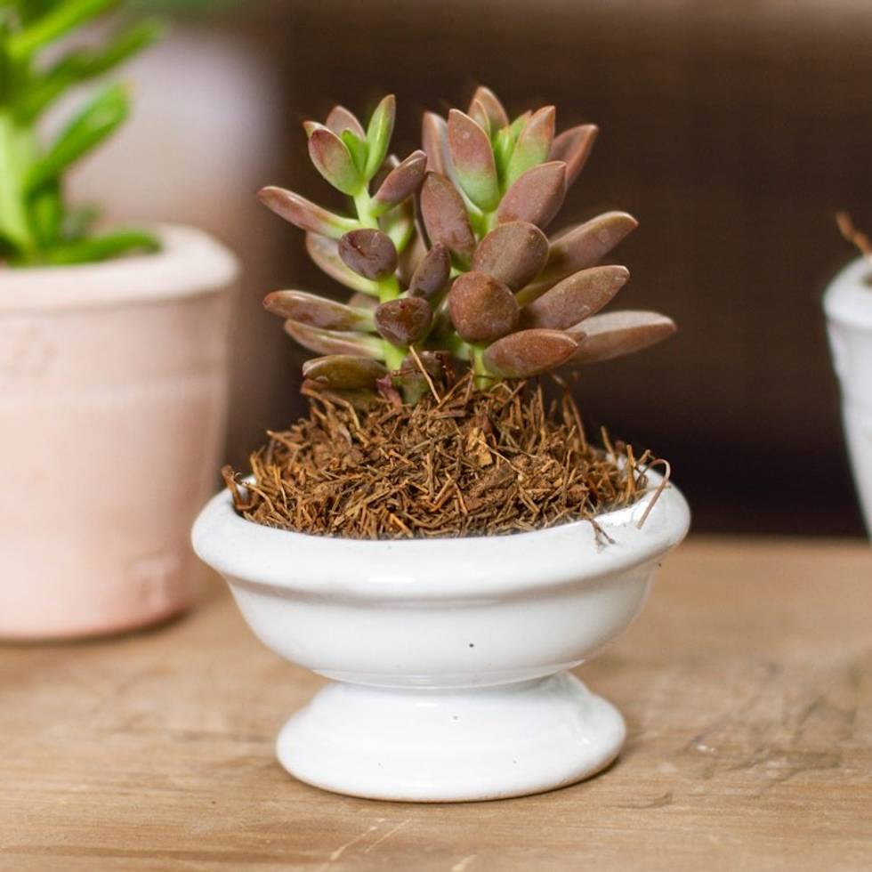 Handmade Small Ceramic Flower Vase in White from Mexico 'Vintage Vision'
