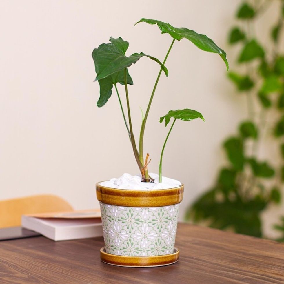 Artisan Crafted Ceramic Flower Pot from Mexico 'Green Courtyard'