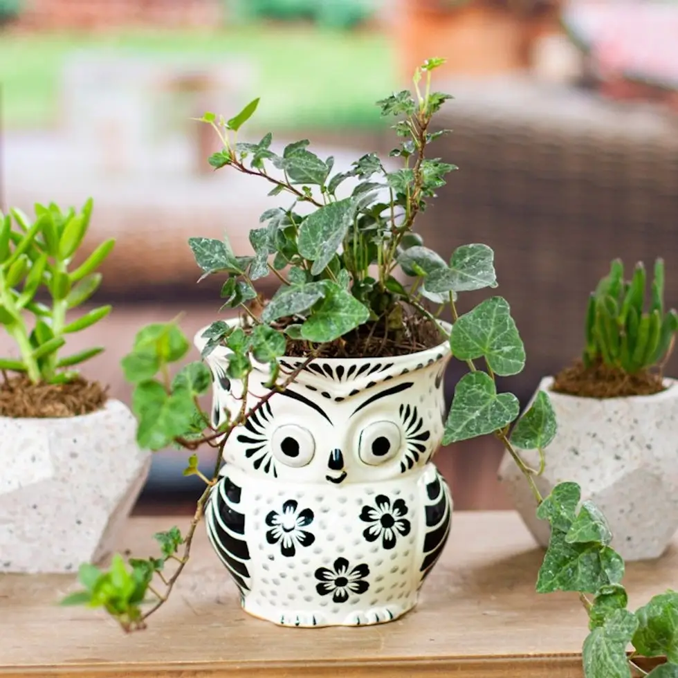 Black and White Ceramic Owl Flower Pot from Mexico 'Floral Owl'