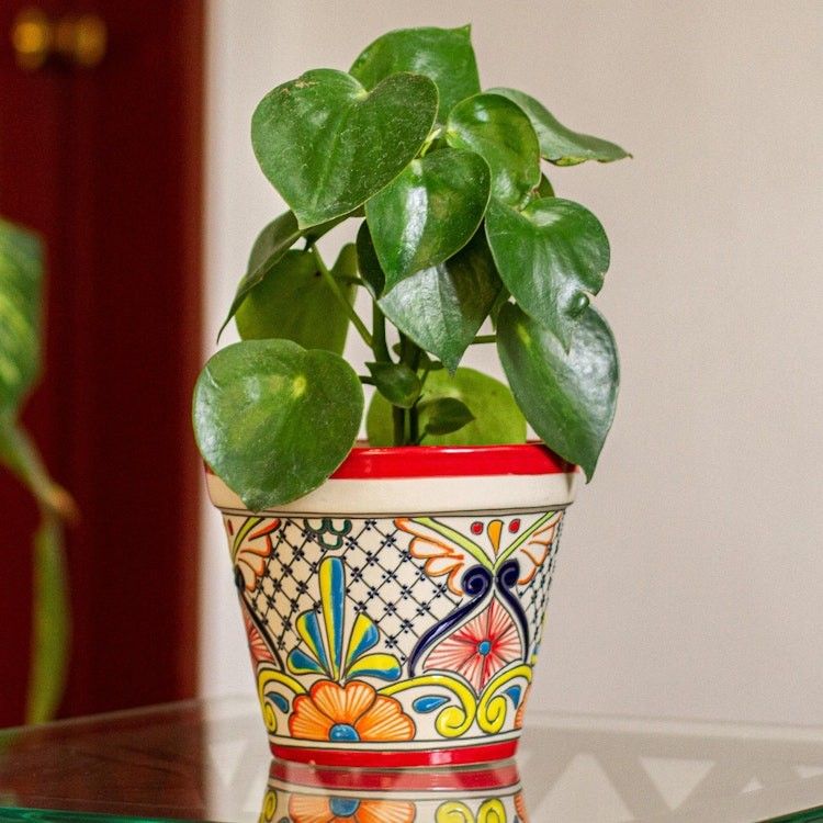 Main item image
