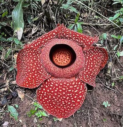 Alternate image for Hand Dyed Batik Bandana, Pink Corpse Flower, Giant Padma