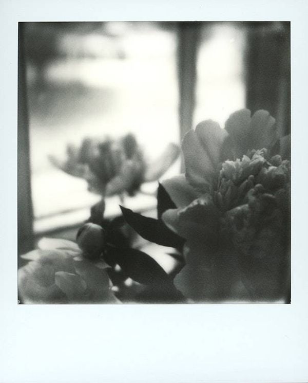 Alternate image for One of a Kind Framed Polaroid Peony Photograph