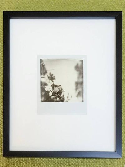 Alternate image for One of a Kind Framed Polaroid Rose Photograph