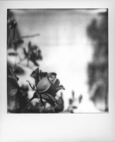 Alternate image for One of a Kind Framed Polaroid Rose Photograph