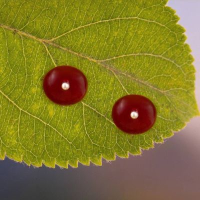 Alternate image for Sterling Silver Stud Earrings with Natural Carnelian Stones Sunset in the Valley
