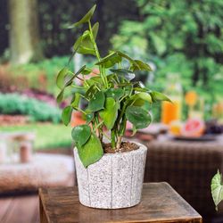 Image for Striped Reclaimed Stone Flower Pot from Mexico Plant Barrel