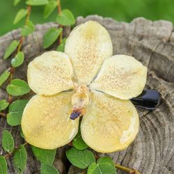Image for Resin-Coated Yellow Natural Orchid Hair Clip from Thailand Yellow Whisper