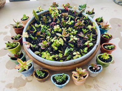 Alternate image for One Mini Pot - Mini Fridge Magnet Planter