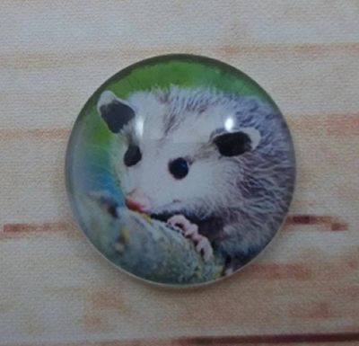 Alternate image for Adorable Possum Fridge Magnets