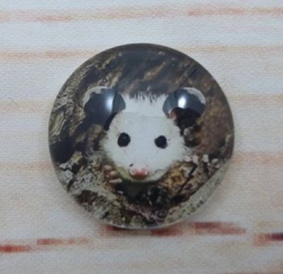 Alternate image for Adorable Possum Fridge Magnets