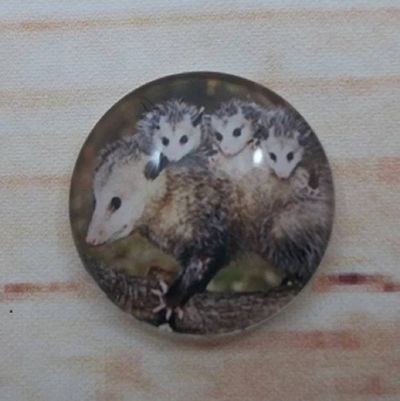 Alternate image for Adorable Possum Fridge Magnets